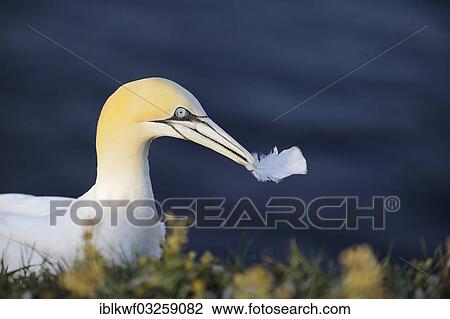 "Northern Gannet (Morus bassanus) holding a feather in its beak, Bird Rock, Helgoland, Schleswig-Holstein, Germany, Europe" View Large Photo Image Stock Image - "Northern Gannet (Morus bassanus) holding a feather in its beak, Bird Rock, Helgoland, Schleswig-Holstein, Germany, Europe". Fotosearch