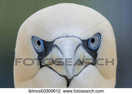 "Northern Gannet (Morus bassanus), portrait, captive, West Coast Park, Sankt Peter-Ording, Eiderstedt, North Frisia, Schleswig-Holstein, Germany, Europe" View Large Photo Image Stock Image - "Northern Gannet (Morus bassanus), portrait, captive, West Coast Park, Sankt Peter-Ording, Eiderstedt, North Frisia, Schleswig-Holstein, Germany, Europe". Fotosearch
