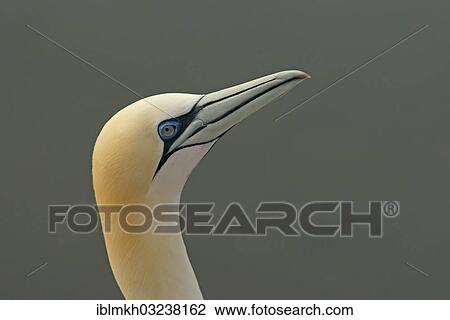 Stock Image - "Northern Gannet (Morus bassanus), portrait, Helgoland, Schleswig-Holstein, Germany, Europe". Fotosearch