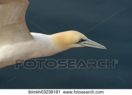 "Northern Gannet (Morus bassanus), Helgoland, Schleswig-Holstein, Germany, Europe" View Large Photo Image Stock Image - "Northern Gannet (Morus bassanus), Helgoland, Schleswig-Holstein, Germany, Europe". Fotosearch