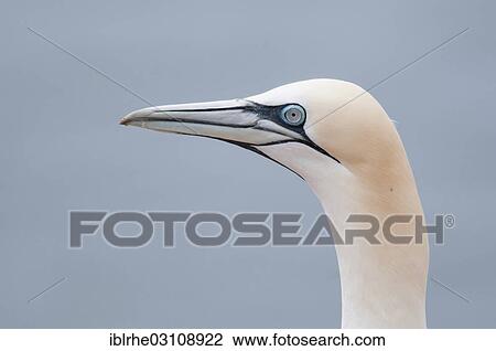 Stock Image - "Northern Gannet (Morus bassanus), portrait, Helgoland, Helgoland, Schleswig-Holstein, Germany, Europe". Fotosearch