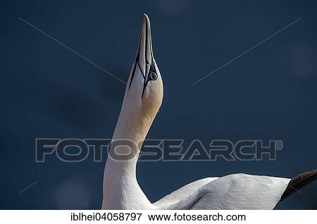 "Northern Gannet (Morus bassanus), Heligoland, Schleswig-Holstein, Germany, Europe" View Large Photo Image Stock Photo - "Northern Gannet (Morus bassanus), Heligoland, Schleswig-Holstein, Germany, Europe". Fotosearch