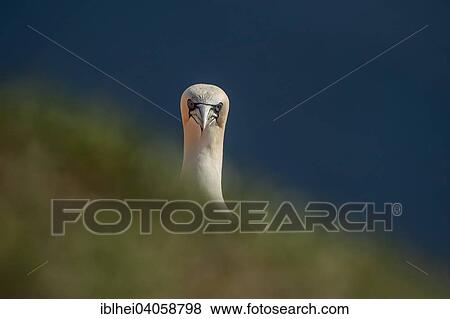 Stock Photo - "Northern Gannet (Morus bassanus), Heligoland, Schleswig-Holstein, Germany, Europe". Fotosearch