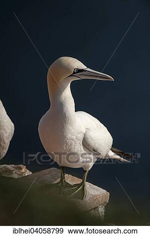 "Northern Gannet (Morus bassanus), Heligoland, Schleswig-Holstein, Germany, Europe" View Large Photo Image Stock Photo - "Northern Gannet (Morus bassanus), Heligoland, Schleswig-Holstein, Germany, Europe". Fotosearch