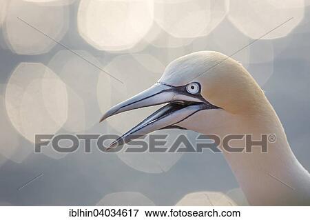 "Northern Gannet (Morus bassanus), Lange Anna bird rock, calling, Heligoland, Schleswig-Holstein, Germany, Europe" View Large Photo Image Stock Photo - "Northern Gannet (Morus bassanus), Lange Anna bird rock, calling, Heligoland, Schleswig-Holstein, Germany, Europe". Fotosearch