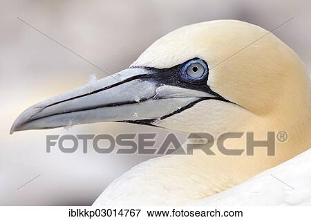 "Northern Gannet (Morus bassanus), portrait, Bass Rock, Dunbar, Scotland, United Kingdom, Europe" View Large Photo Image Stock Photo - "Northern Gannet (Morus bassanus), portrait, Bass Rock, Dunbar, Scotland, United Kingdom, Europe". Fotosearch
