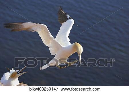 "Northern Gannet (Morus bassanus) landing in the colony, Bird Rock, Helgoland, Schleswig-Holstein, Germany, Europe" View Large Photo Image Stock Photo - "Northern Gannet (Morus bassanus) landing in the colony, Bird Rock, Helgoland, Schleswig-Holstein, Germany, Europe". Fotosearch