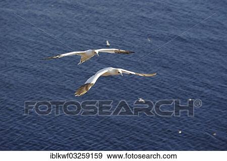 "Northern Gannet (Morus bassanus) flying over the North Sea, Bird Rock, Helgoland, Schleswig-Holstein, Germany, Europe" View Large Photo Image Stock Photo - "Northern Gannet (Morus bassanus) flying over the North Sea, Bird Rock, Helgoland, Schleswig-Holstein, Germany, Europe". Fotosearch