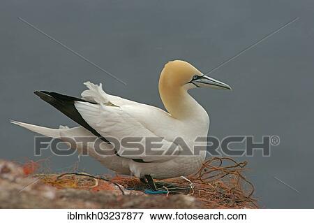 "Northern Gannet (Morus bassanus), Helgoland, Schleswig-Holstein, Germany, Europe" View Large Photo Image Stock Photo - "Northern Gannet (Morus bassanus), Helgoland, Schleswig-Holstein, Germany, Europe". Fotosearch