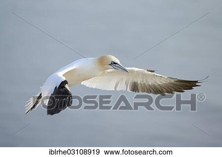 Stock Photo - "Northern Gannet (Morus bassanus) approaching landing, Helgoland, Helgoland, Schleswig-Holstein, Germany, Europe". Fotosearch