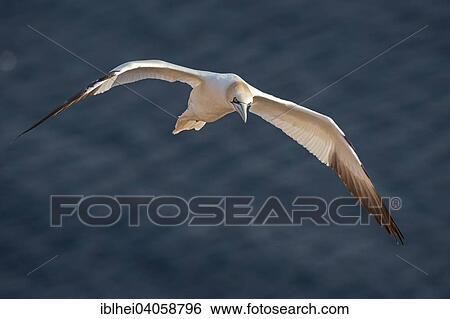 Stock Photograph - "Northern Gannet (Morus bassanus), Heligoland, Schleswig-Holstein, Germany, Europe". Fotosearch
