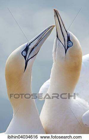 "Northern Gannet (Morus bassanus), Lange Anna bird rock, breeding colony, courtship, Heligoland, Schleswig-Holstein, Germany, Europe" View Large Photo Image Stock Photograph - "Northern Gannet (Morus bassanus), Lange Anna bird rock, breeding colony, courtship, Heligoland, Schleswig-Holstein, Germany, Europe". Fotosearch