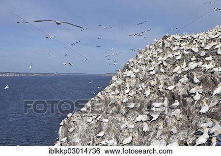 "Northern Gannet (Morus bassanus) colony, crowded on a rocky cliff, Bass Rock, Dunbar, Scotland, United Kingdom, Europe" View Large Photo Image Stock Photograph - "Northern Gannet (Morus bassanus) colony, crowded on a rocky cliff, Bass Rock, Dunbar, Scotland, United Kingdom, Europe". Fotosearch