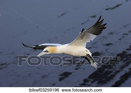 "Northern Gannet (Morus bassanus) flying over the mudflats of the North Sea, Bird Rock, Helgoland, Schleswig-Holstein, Germany, Europe" View Large Photo Image Stock Photograph - "Northern Gannet (Morus bassanus) flying over the mudflats of the North Sea, Bird Rock, Helgoland, Schleswig-Holstein, Germany, Europe". Fotosearch