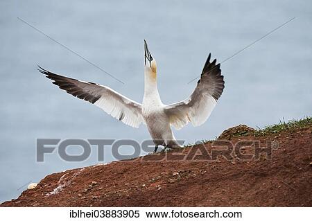 "Northern Gannet (Morus bassanus), Heligoland, Schleswig-Holstein, Germany, Europe" View Large Photo Image Stock Photography - "Northern Gannet (Morus bassanus), Heligoland, Schleswig-Holstein, Germany, Europe". Fotosearch