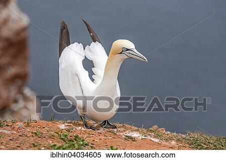 "Northern Gannet (Morus bassanus), Lange Anna bird rock, breeding colony, Heligoland, Schleswig-Holstein, Germany, Europe" View Large Photo Image Stock Photography - "Northern Gannet (Morus bassanus), Lange Anna bird rock, breeding colony, Heligoland, Schleswig-Holstein, Germany, Europe". Fotosearch