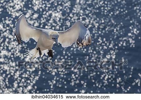 "Northern Gannet (Morus bassanus), Heligoland, Schleswig-Holstein, Germany, Europe" View Large Photo Image Stock Photography - "Northern Gannet (Morus bassanus), Heligoland, Schleswig-Holstein, Germany, Europe". Fotosearch