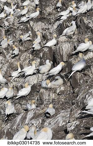 "Northern Gannet (Morus bassanus) colony, crowded on a rocky cliff, Bass Rock, Dunbar, Scotland, United Kingdom, Europe" View Large Photo Image Stock Photography - "Northern Gannet (Morus bassanus) colony, crowded on a rocky cliff, Bass Rock, Dunbar, Scotland, United Kingdom, Europe". Fotosearch