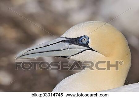 "Northern Gannet (Morus bassanus), portrait, Bass Rock, Dunbar, Scotland, United Kingdom, Europe" View Large Photo Image Stock Photography - "Northern Gannet (Morus bassanus), portrait, Bass Rock, Dunbar, Scotland, United Kingdom, Europe". Fotosearch