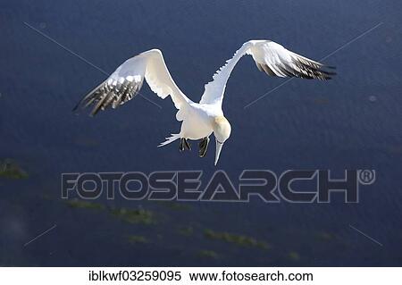 "Northern Gannet (Morus bassanus) flying over the North Sea, Bird Rock, Helgoland, Schleswig-Holstein, Germany, Europe" View Large Photo Image Stock Photography - "Northern Gannet (Morus bassanus) flying over the North Sea, Bird Rock, Helgoland, Schleswig-Holstein, Germany, Europe". Fotosearch