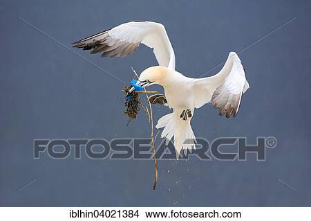 "Northern Gannet (Morus bassanus), with nesting material, approach, Lange Anna, Heligoland, Germany, Europe" View Large Photo Image Picture - "Northern Gannet (Morus bassanus), with nesting material, approach, Lange Anna, Heligoland, Germany, Europe". Fotosearch