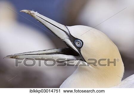 Stock Image - "Northern Gannet (Morus bassanus) with an opened beak, Bass Rock, Dunbar, Scotland, United Kingdom, Europe". Fotosearch