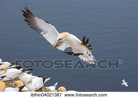 "Northern Gannet (Morus bassanus), with nesting material, approach, Lange Anna, Heligoland, Germany, Europe" View Large Photo Image Stock Photo - "Northern Gannet (Morus bassanus), with nesting material, approach, Lange Anna, Heligoland, Germany, Europe". Fotosearch
