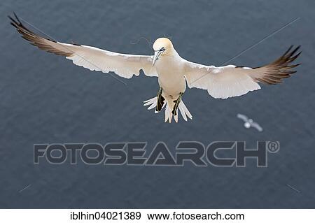 "Northern Gannet (Morus bassanus), with nesting material, approach, Lange Anna, Heligoland, Germany, Europe" View Large Photo Image Stock Photo - "Northern Gannet (Morus bassanus), with nesting material, approach, Lange Anna, Heligoland, Germany, Europe". Fotosearch