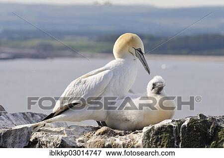 "Northern Gannet (Morus bassanus) with a young bird on a wall of an ancient ruin, Bass Rock, Dunbar, Scotland, United Kingdom, Europe" View Large Photo Image Stock Photo - "Northern Gannet (Morus bassanus) with a young bird on a wall of an ancient ruin, Bass Rock, Dunbar, Scotland, United Kingdom, Europe". Fotosearch