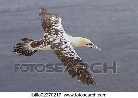 "Northern Gannet (Sula bassana), island of Heligoland, Schleswig-Holstein, Germany, Europe" View Large Photo Image Stock Photo - "Northern Gannet (Sula bassana), island of Heligoland, Schleswig-Holstein, Germany, Europe". Fotosearch