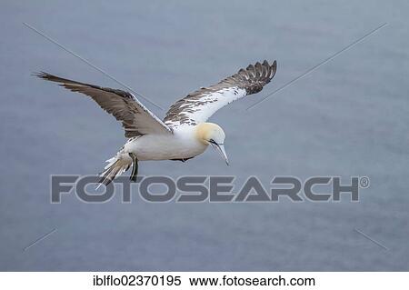 Stock Photography - "Northern Gannet (Sula bassana), island of Heligoland, Schleswig-Holstein, Germany, Europe". Fotosearch