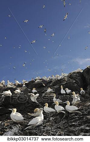 "Northern Gannets (Morus bassanus) in a breeding colony, Bass Rock, Dunbar, Scotland, United Kingdom, Europe" View Large Photo Image Stock Photo - "Northern Gannets (Morus bassanus) in a breeding colony, Bass Rock, Dunbar, Scotland, United Kingdom, Europe". Fotosearch