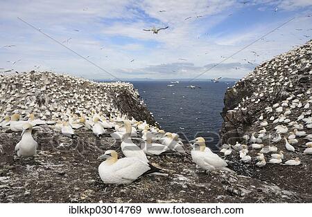 "Northern Gannets (Morus bassanus) in a breeding colony, Bass Rock, Dunbar, Scotland, United Kingdom, Europe" View Large Photo Image Stock Photo - "Northern Gannets (Morus bassanus) in a breeding colony, Bass Rock, Dunbar, Scotland, United Kingdom, Europe". Fotosearch