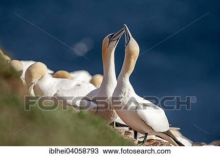 "Northern Gannets (Morus bassanus), Heligoland, Schleswig-Holstein, Germany, Europe" View Large Photo Image Stock Image - "Northern Gannets (Morus bassanus), Heligoland, Schleswig-Holstein, Germany, Europe". Fotosearch