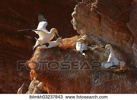 "Northern Gannets (Morus bassanus), Helgoland, Schleswig-Holstein, Germany, Europe" View Large Photo Image Stock Image - "Northern Gannets (Morus bassanus), Helgoland, Schleswig-Holstein, Germany, Europe". Fotosearch