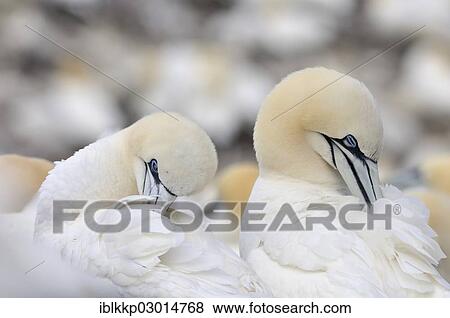 "Northern Gannets (Morus bassanus) preening, Bass Rock, Dunbar, Scotland, United Kingdom, Europe" View Large Photo Image Stock Photo - "Northern Gannets (Morus bassanus) preening, Bass Rock, Dunbar, Scotland, United Kingdom, Europe". Fotosearch