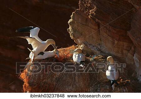 "Northern Gannets (Morus bassanus), Helgoland, Schleswig-Holstein, Germany, Europe" View Large Photo Image Stock Photo - "Northern Gannets (Morus bassanus), Helgoland, Schleswig-Holstein, Germany, Europe". Fotosearch