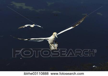 "Northern Gannets (Morus bassanus) approaching landing, Helgoland, Helgoland, Schleswig-Holstein, Germany, Europe" View Large Photo Image Stock Photo - "Northern Gannets (Morus bassanus) approaching landing, Helgoland, Helgoland, Schleswig-Holstein, Germany, Europe". Fotosearch