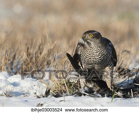 "Northern Goshawk (Accipiter gentilis) with its prey, Bitburg, Rhineland-Palatinate, Germany, Europe" View Large Photo Image Picture - "Northern Goshawk (Accipiter gentilis) with its prey, Bitburg, Rhineland-Palatinate, Germany, Europe". Fotosearch