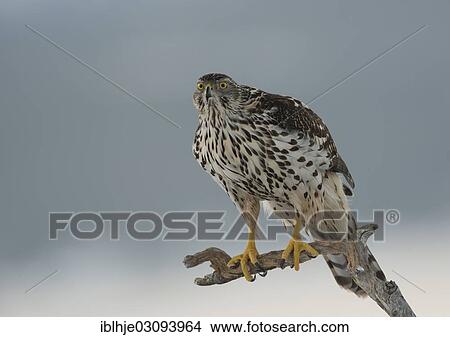 Picture - "Northern Goshawk (Accipiter gentilis), Molde, Norway, Europe". Fotosearch