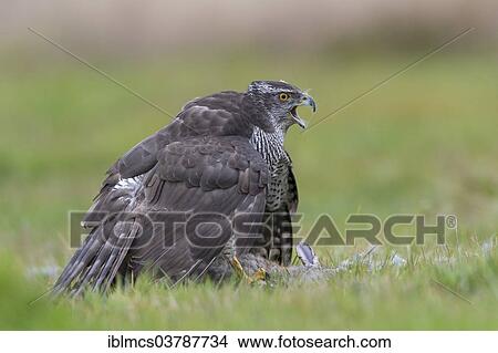 "Northern Goshawk (Accipiter gentilis), calling and mantling, Baden-Wurttemberg, Germany, Europe" View Large Photo Image Picture - "Northern Goshawk (Accipiter gentilis), calling and mantling, Baden-Wurttemberg, Germany, Europe". Fotosearch