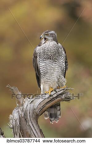 "Northern Goshawk (Accipiter gentilis), calling, Baden-Wurttemberg, Germany, Europe" View Large Photo Image Picture - "Northern Goshawk (Accipiter gentilis), calling, Baden-Wurttemberg, Germany, Europe". Fotosearch
