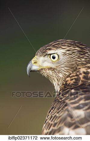 Stock Image - "Northern Goshawk (Accipiter gentilis), juvenile female, close-up of head, captive, England, United Kingdom, Europe". Fotosearch