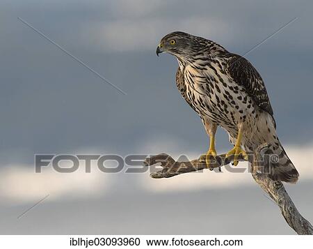 "Northern Goshawk (Accipiter gentilis), Molde, Norway, Europe" View Large Photo Image Stock Image - "Northern Goshawk (Accipiter gentilis), Molde, Norway, Europe". Fotosearch