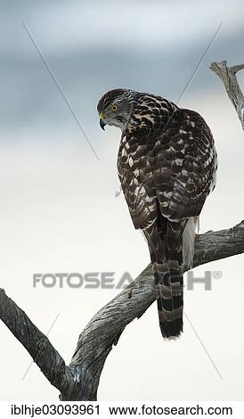 "Northern Goshawk (Accipiter gentilis), Molde, Norway, Europe" View Large Photo Image Stock Image - "Northern Goshawk (Accipiter gentilis), Molde, Norway, Europe". Fotosearch