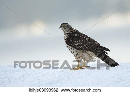 "Northern Goshawk (Accipiter gentilis) in the snow, Molde, Norway, Europe" View Large Photo Image Stock Image - "Northern Goshawk (Accipiter gentilis) in the snow, Molde, Norway, Europe". Fotosearch
