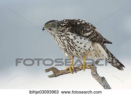 "Northern Goshawk (Accipiter gentilis), Molde, Norway, Europe" View Large Photo Image Stock Image - "Northern Goshawk (Accipiter gentilis), Molde, Norway, Europe". Fotosearch