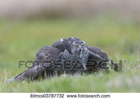 "Northern Goshawk (Accipiter gentilis) with prey, Baden-Wurttemberg, Germany, Europe" View Large Photo Image Stock Image - "Northern Goshawk (Accipiter gentilis) with prey, Baden-Wurttemberg, Germany, Europe". Fotosearch