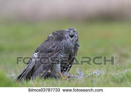 "Northern Goshawk (Accipiter gentilis), calling, Baden-Wurttemberg, Germany, Europe" View Large Photo Image Stock Image - "Northern Goshawk (Accipiter gentilis), calling, Baden-Wurttemberg, Germany, Europe". Fotosearch