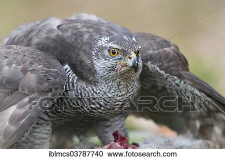 "Northern Goshawk (Accipiter gentilis) with prey, Baden-Wurttemberg, Germany, Europe" View Large Photo Image Stock Image - "Northern Goshawk (Accipiter gentilis) with prey, Baden-Wurttemberg, Germany, Europe". Fotosearch